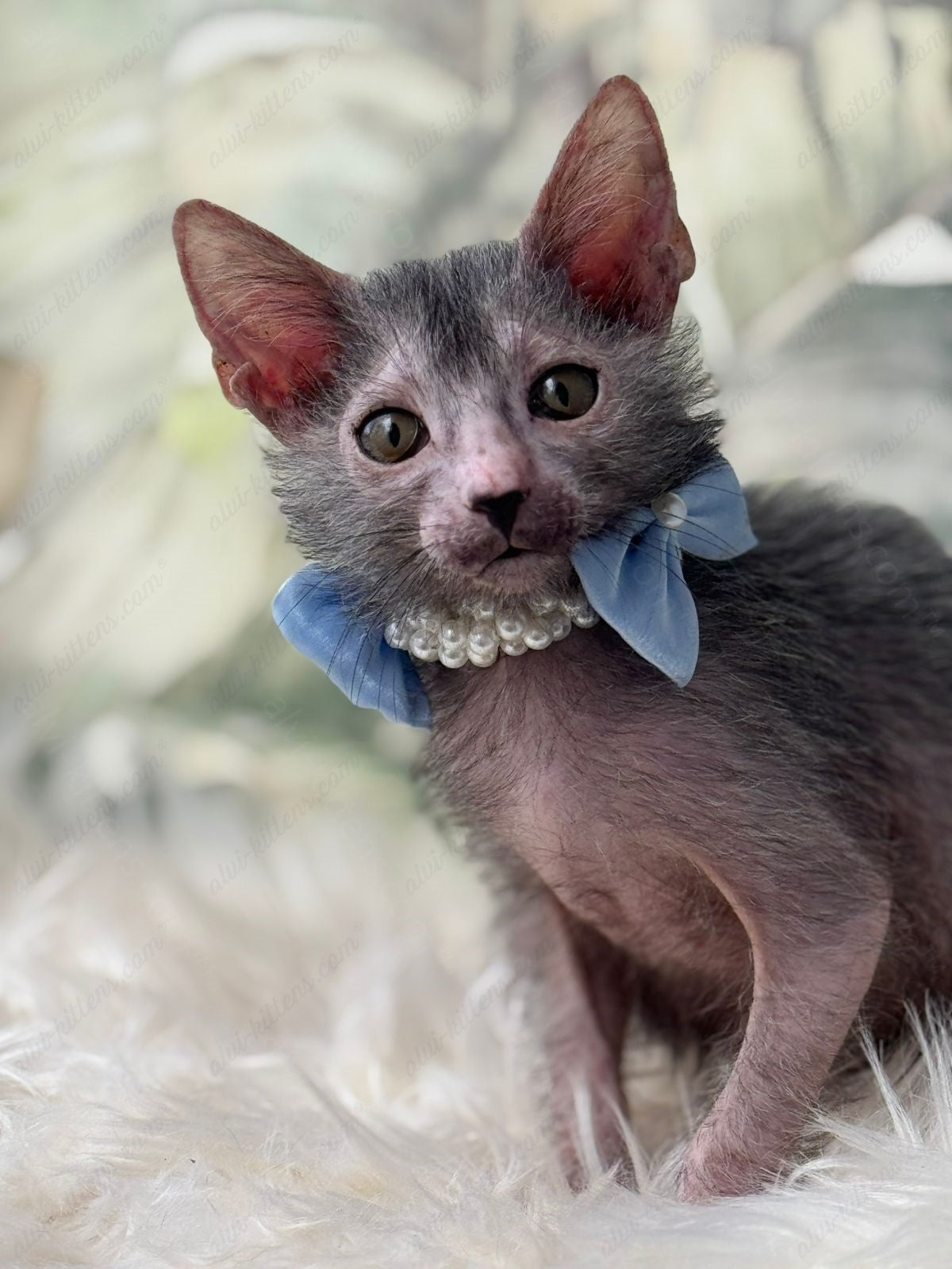 Lykoi Kitten Name "Vm-05"