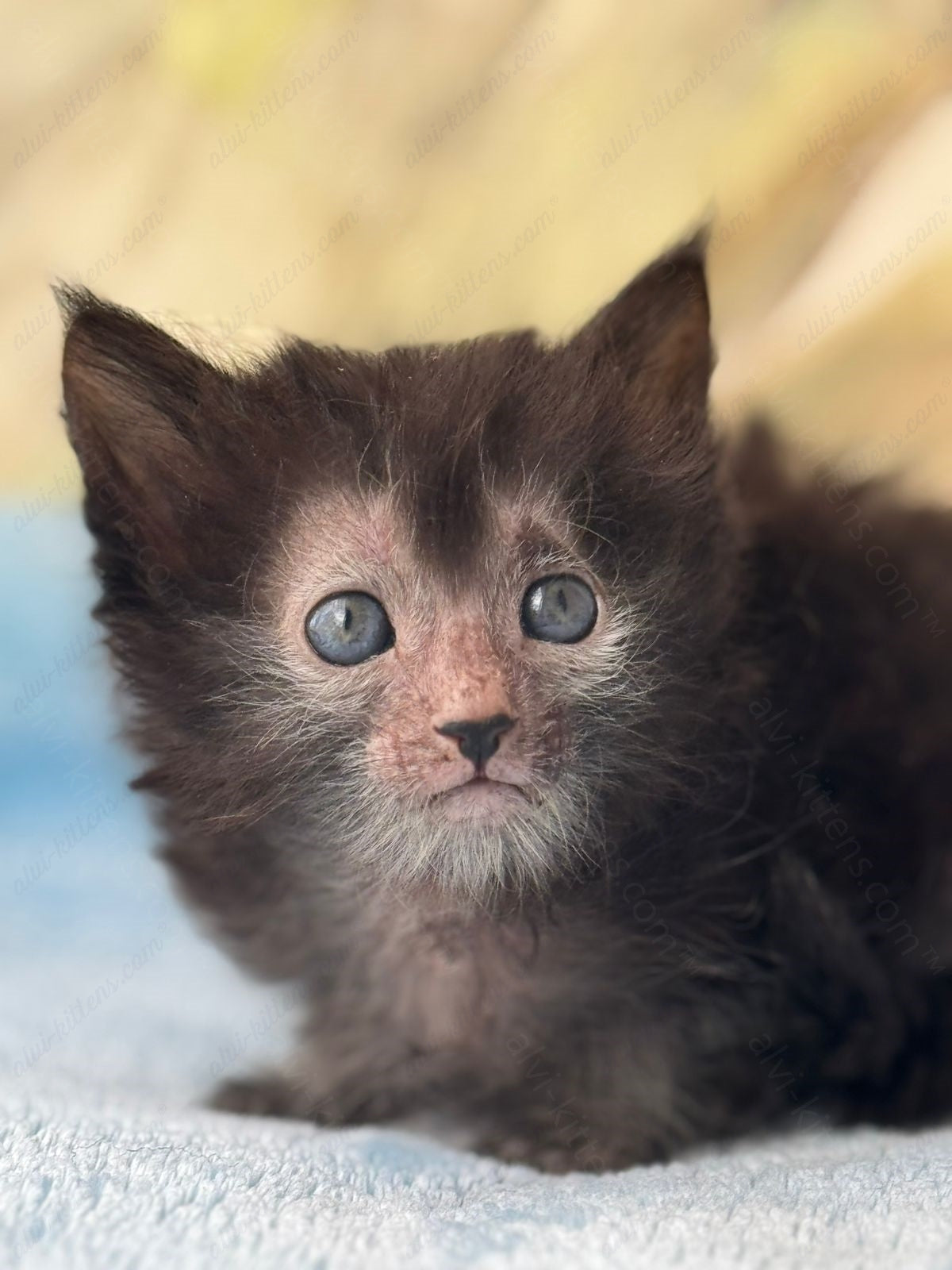 Lykoi Kitten Name "Vm-06"