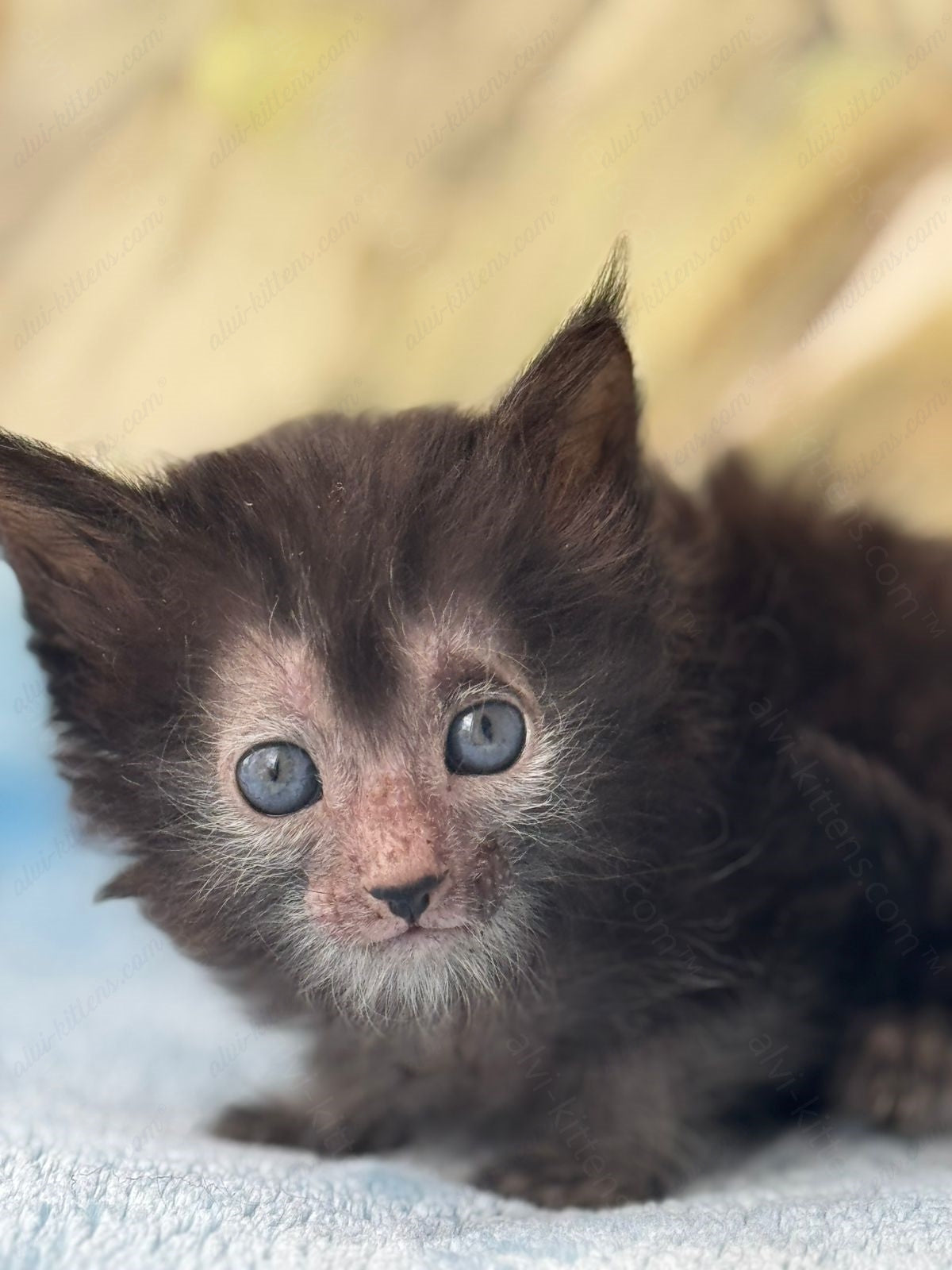 Lykoi Kitten Name "Vm-06"