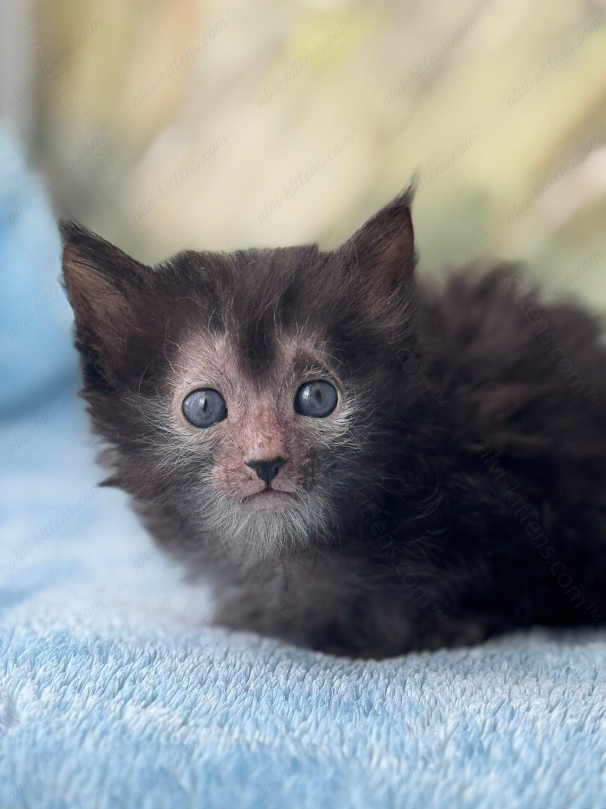 Lykoi Kitten Name "Vm-06"