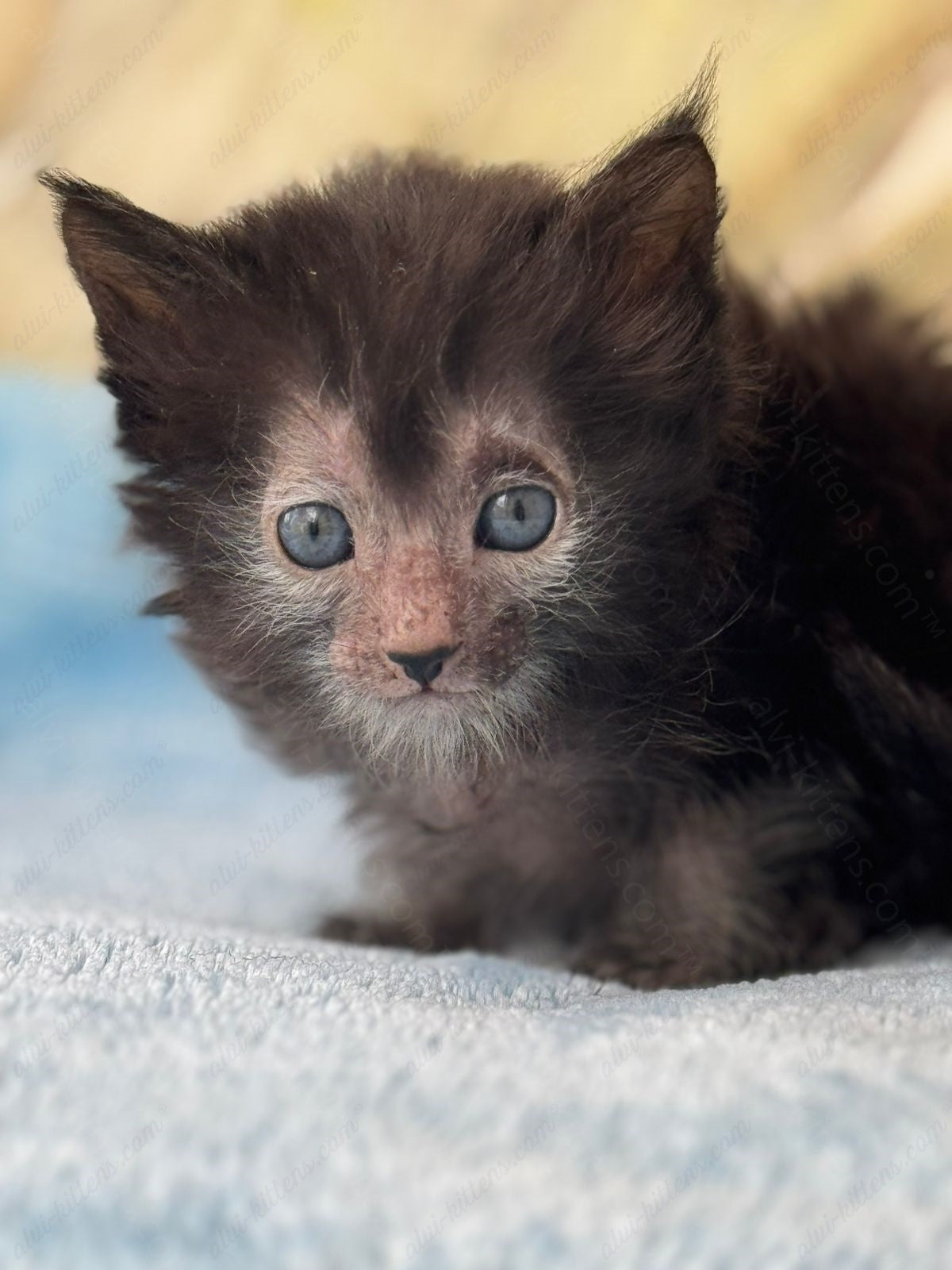 Lykoi Kitten Name "Vm-06"