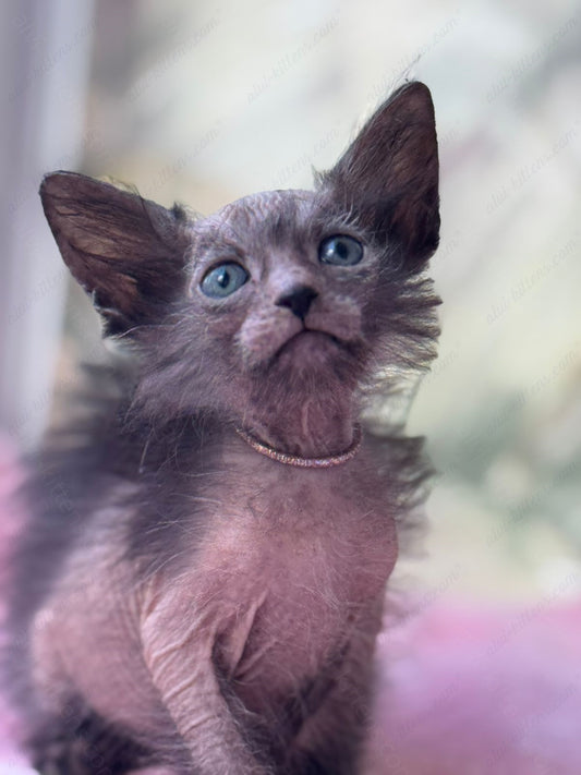 Lykoi Kitten Name "Vf-02"