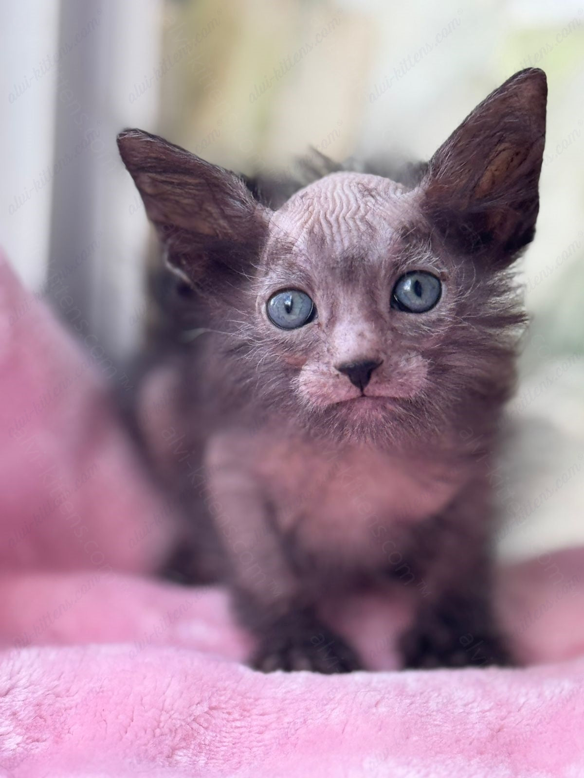 Lykoi Kitten Name "Vf-02"