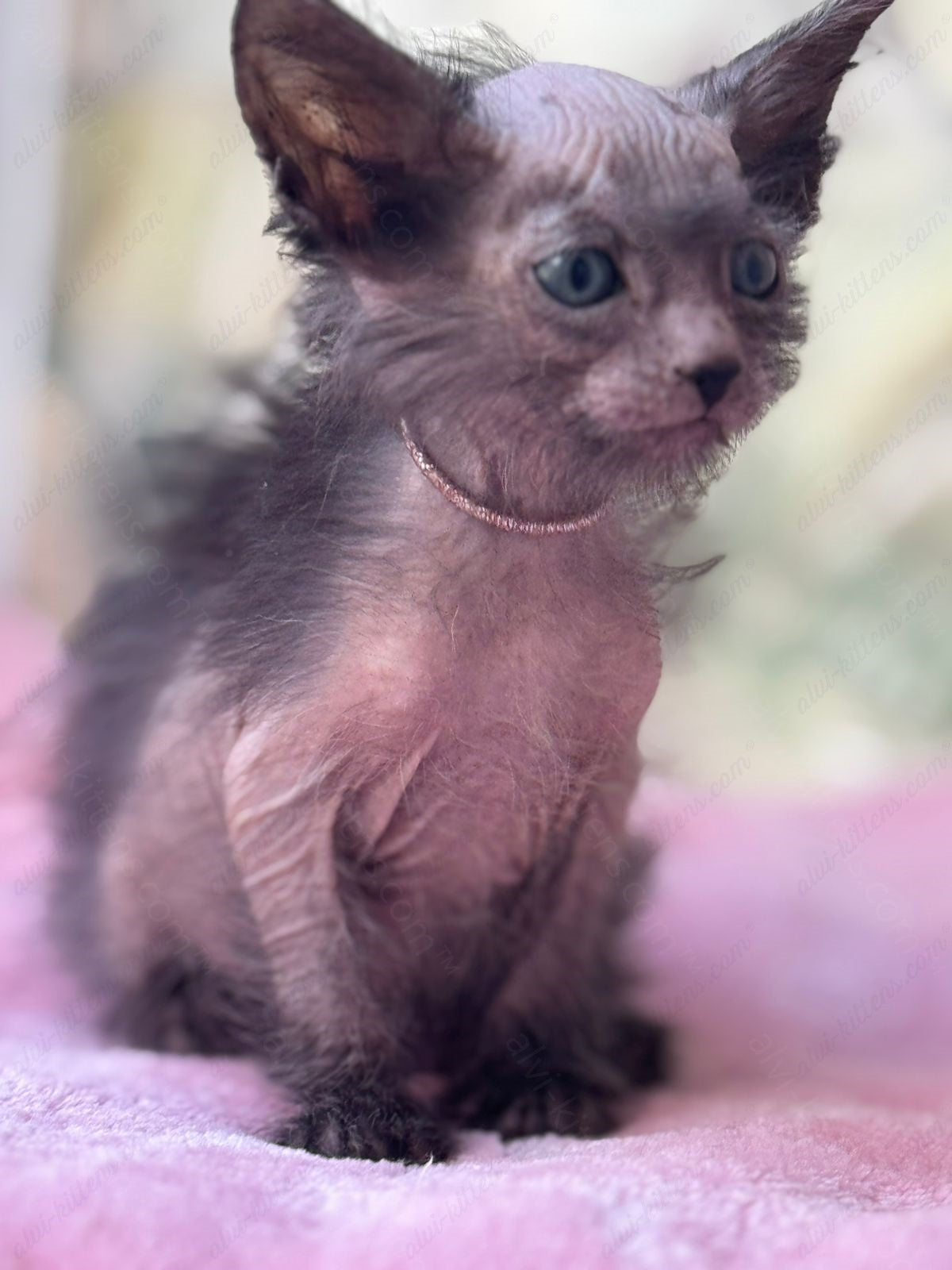 Lykoi Kitten Name "Vf-02"