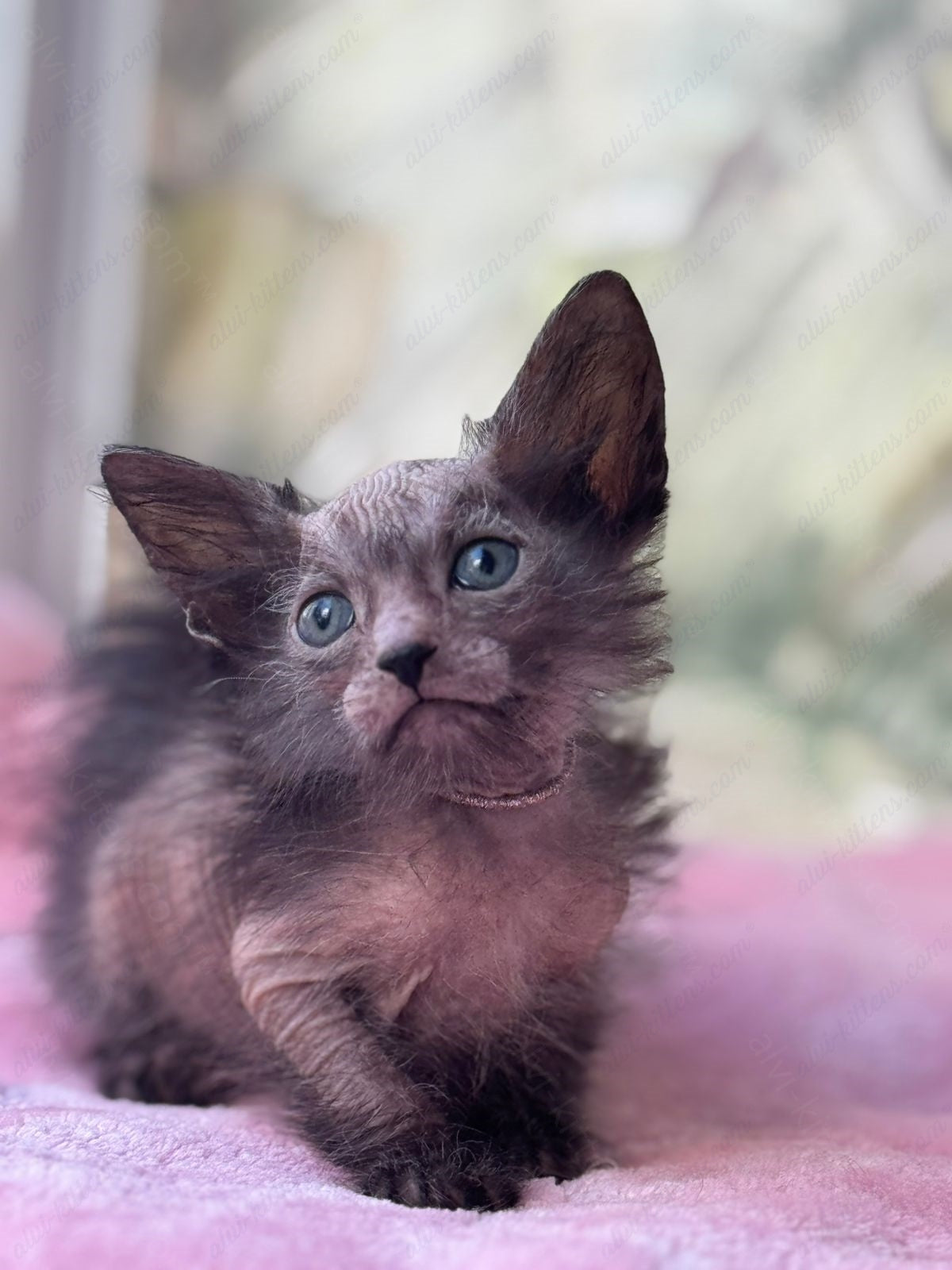 Lykoi Kitten Name "Vf-02"