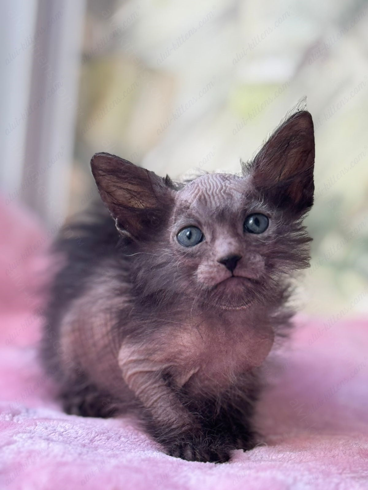 Lykoi Kitten Name "Vf-02"