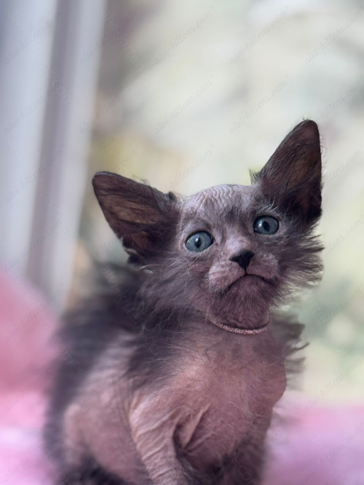 Lykoi Kitten Name "Vf-02"