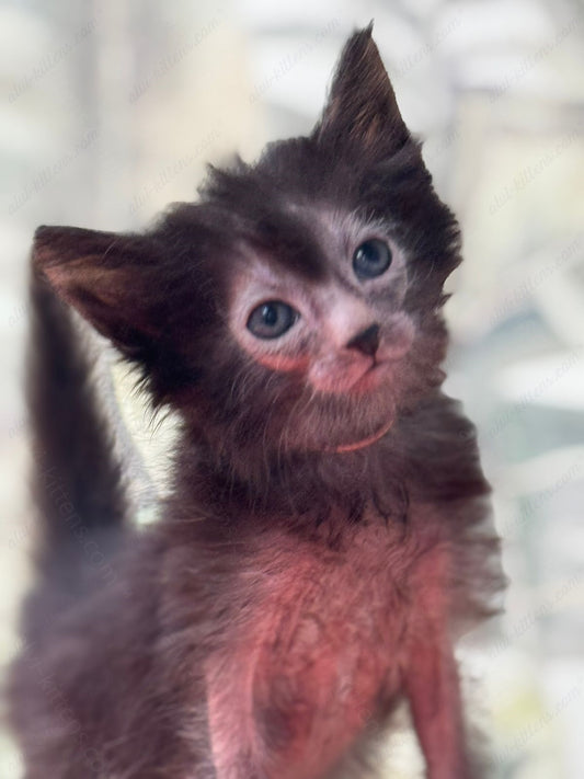 Lykoi Kitten Name "Vf-03"