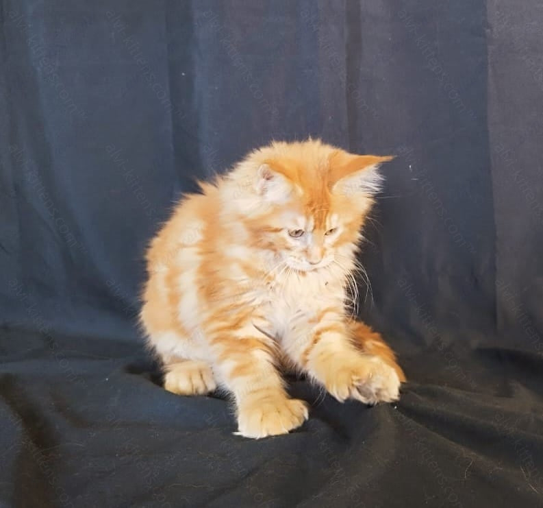 Maine Coon Kitten Name " MCf-003"