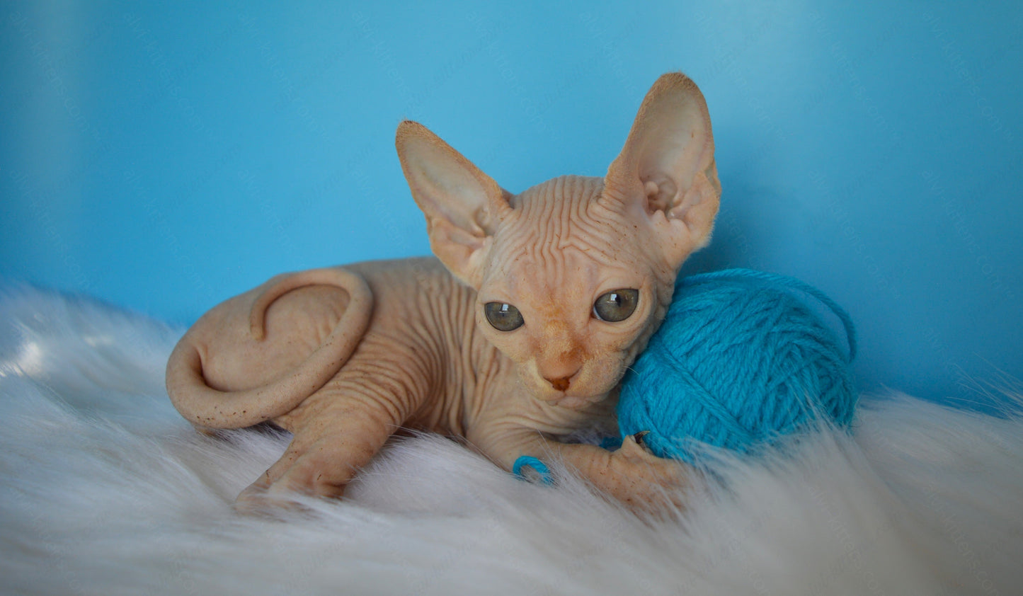 Canadian Sphynx Kitten "CSm-020"