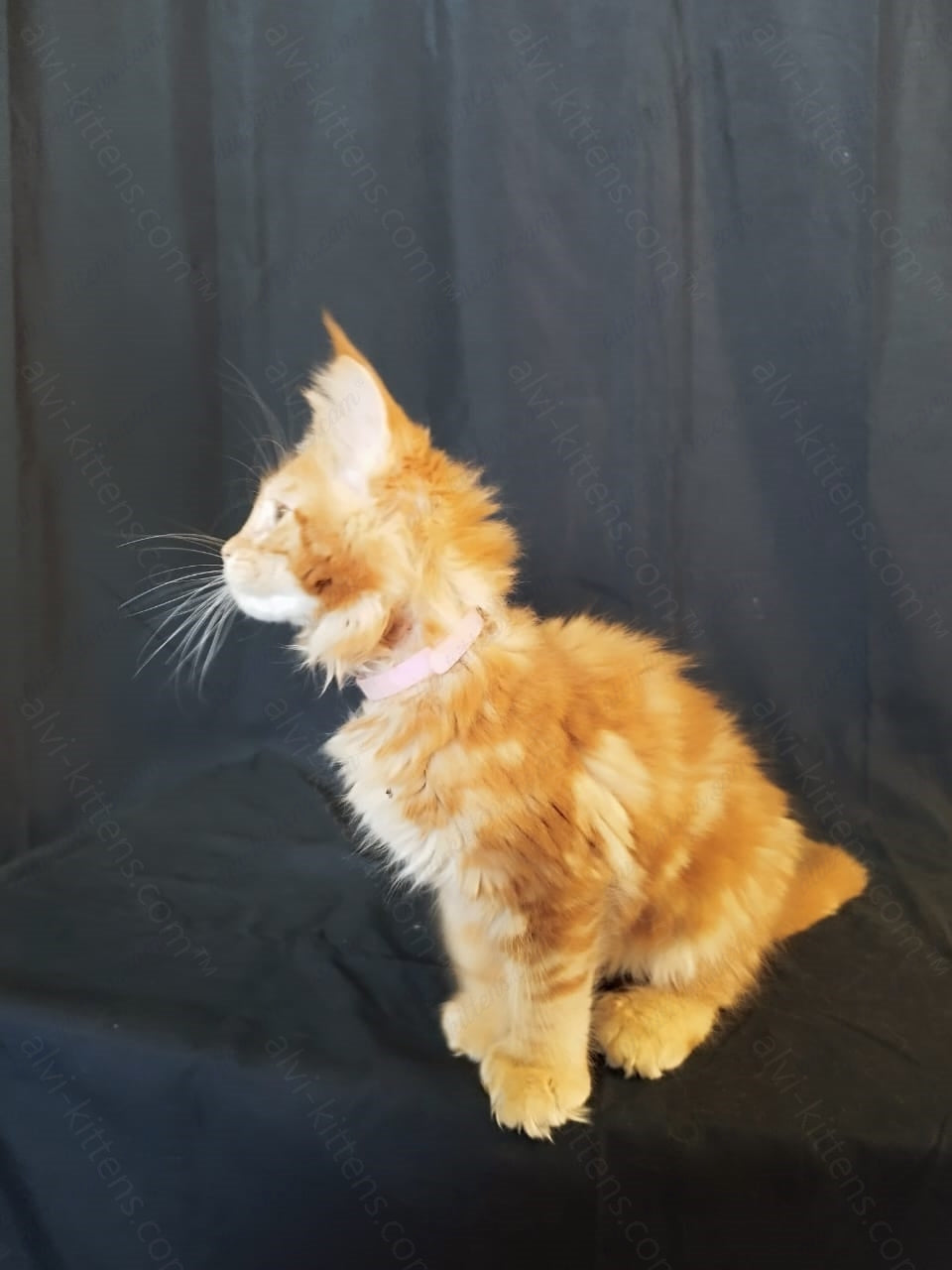 Maine Coon Kitten Name " MCf-003"