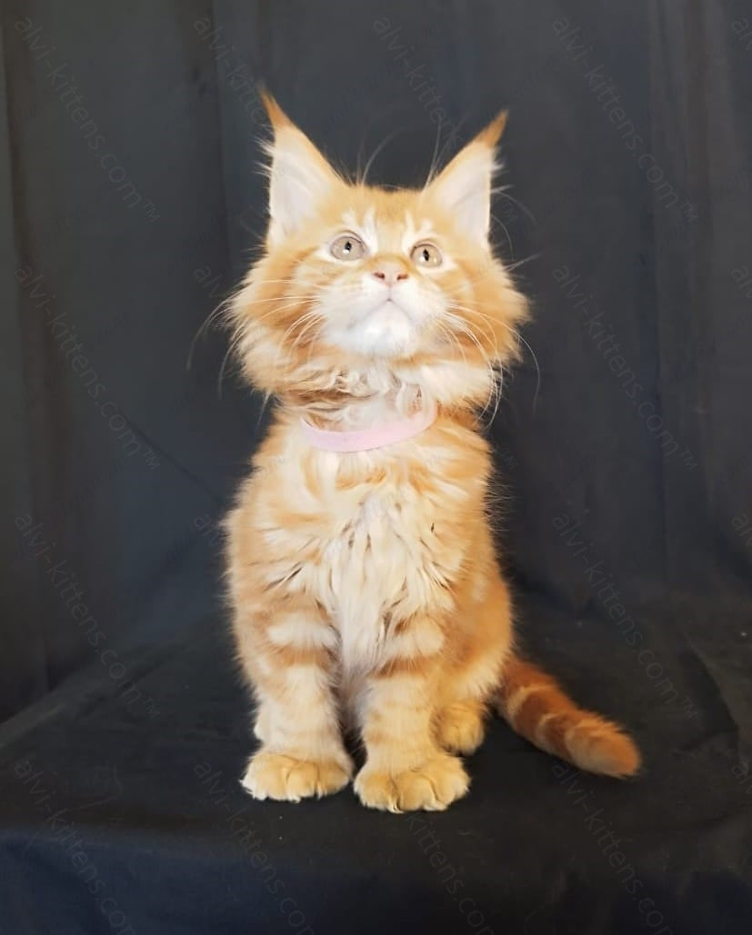 Maine Coon Kitten Name " MCf-003"