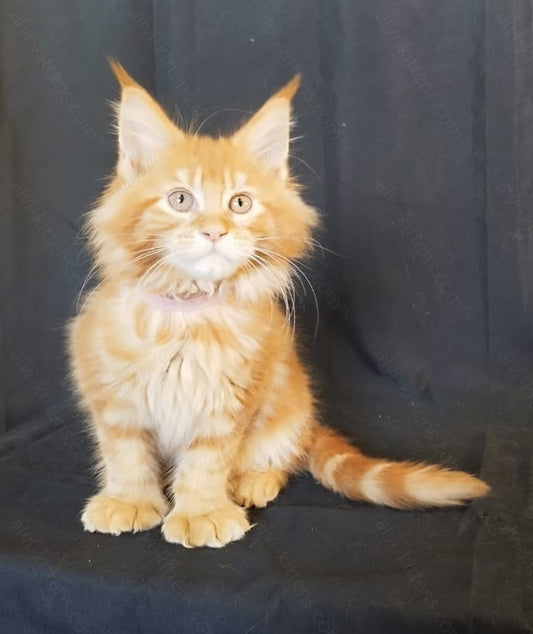 Maine Coon Kitten Name " MCf-003"