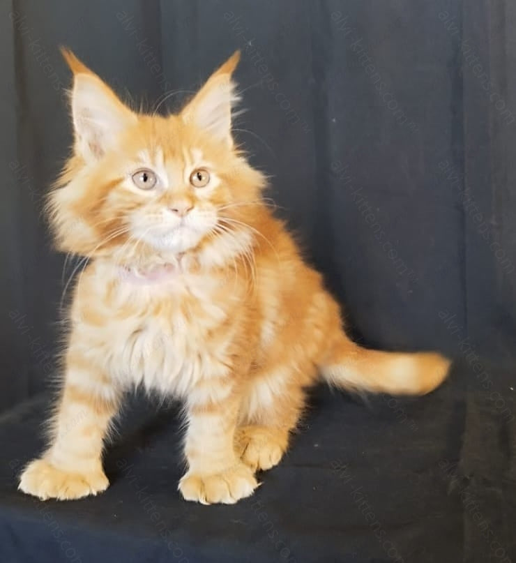 Maine Coon Kitten Name " MCf-003"