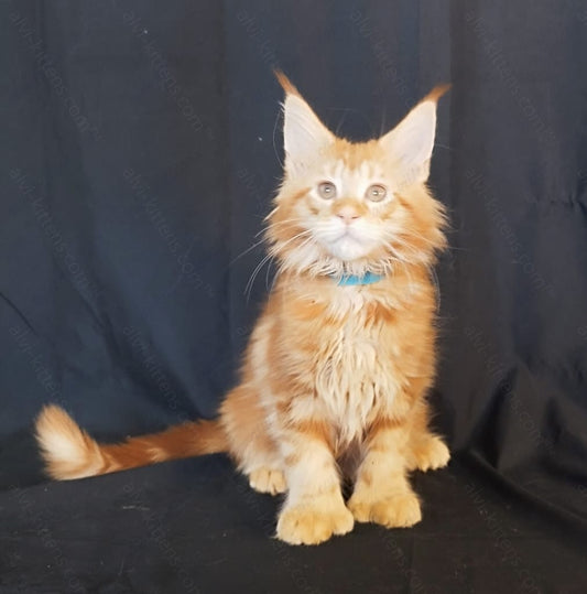 Maine Coon Kitten Name " MCf-004"