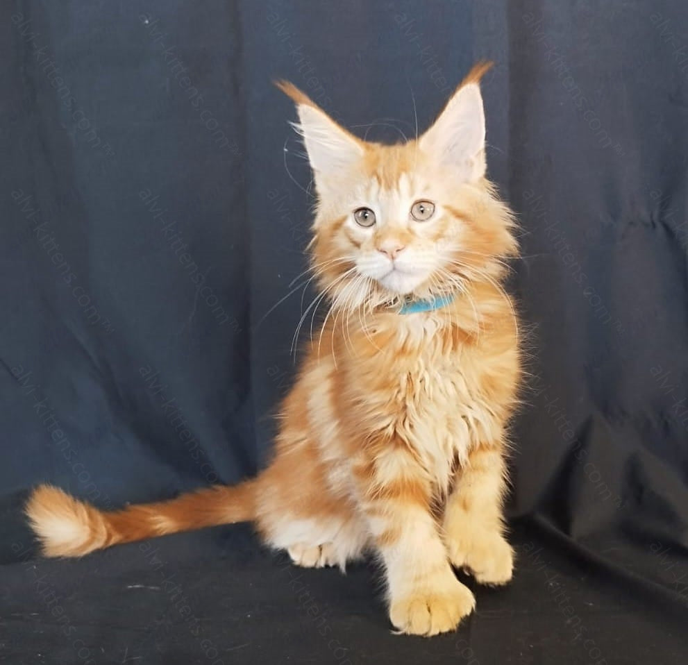 Maine Coon Kitten Name " MCf-004"