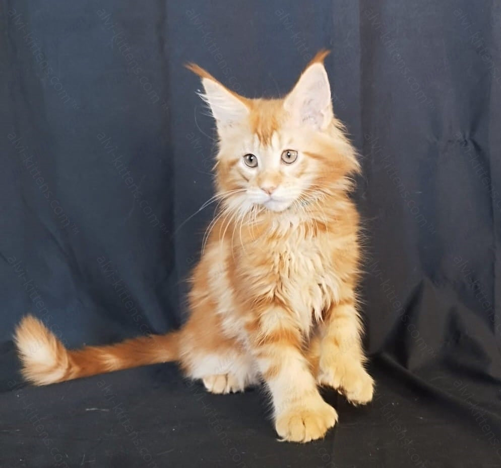 Maine Coon Kitten Name " MCf-004"