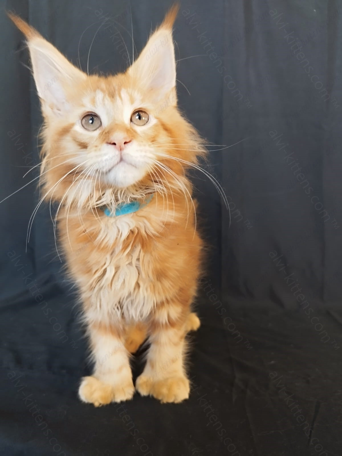 Maine Coon Kitten Name " MCf-004"