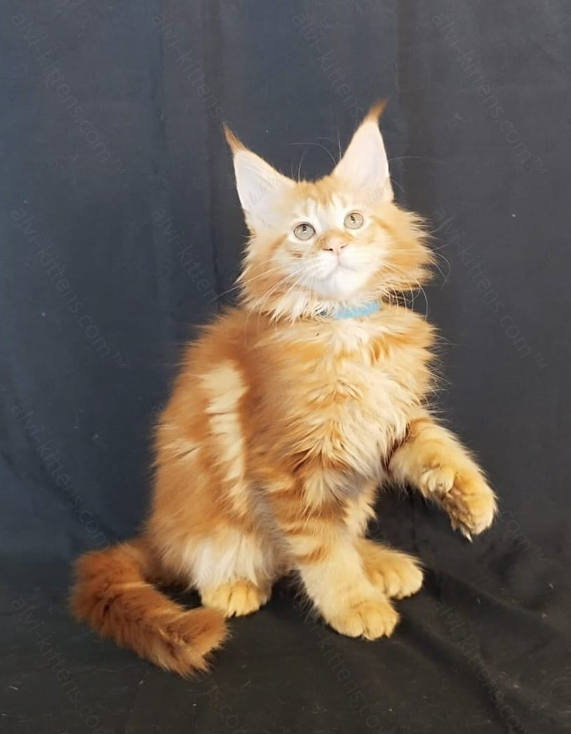 Maine Coon Kitten Name " MCf-004"