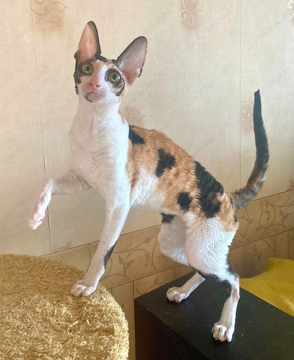 Cornish Rex kitten name "Riana"