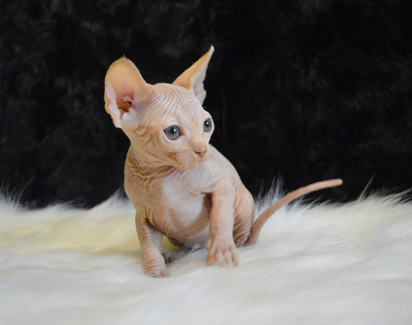 Canadian Sphynx Kitten "CSm-020"