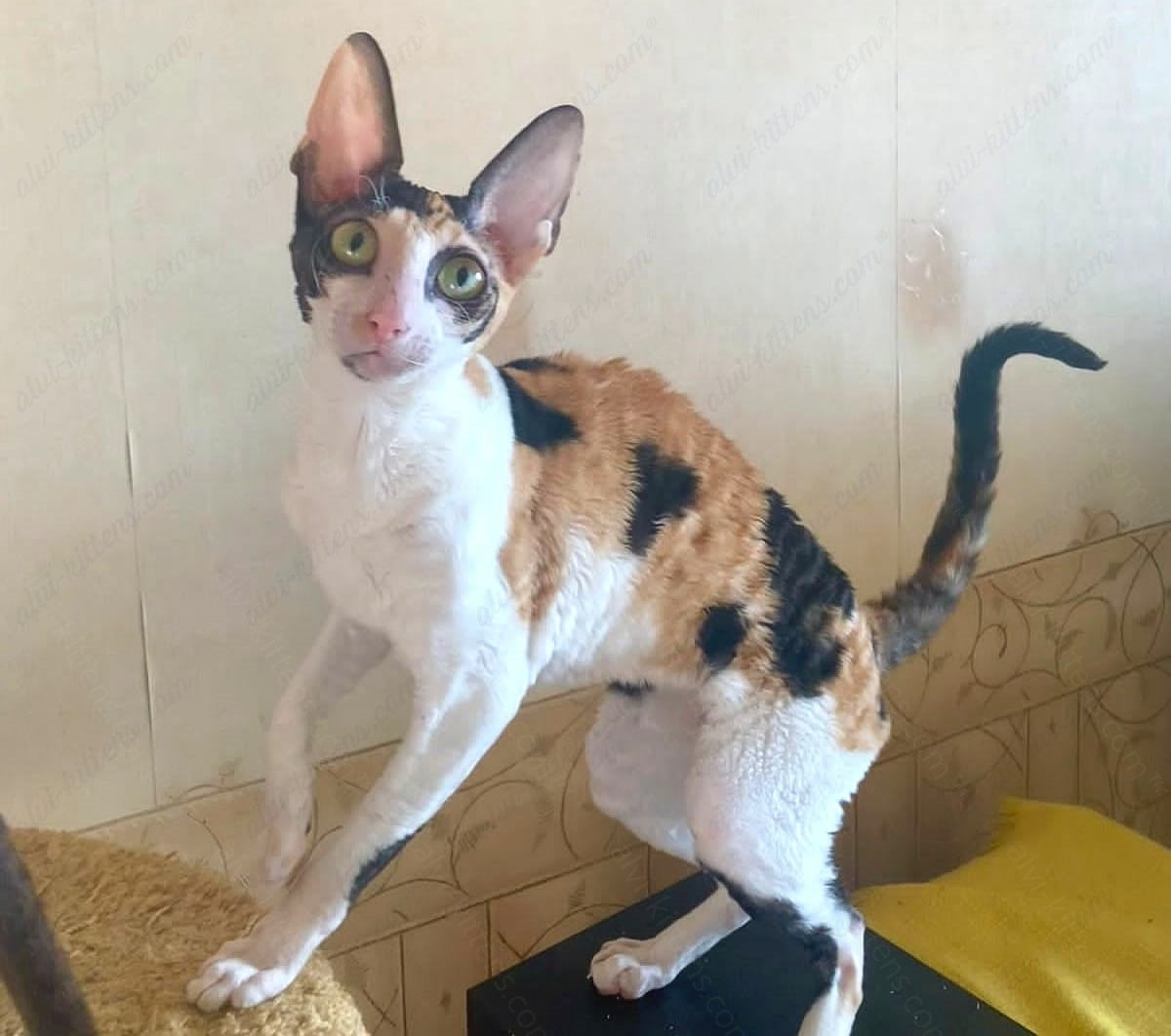 Cornish Rex kitten name "Riana"