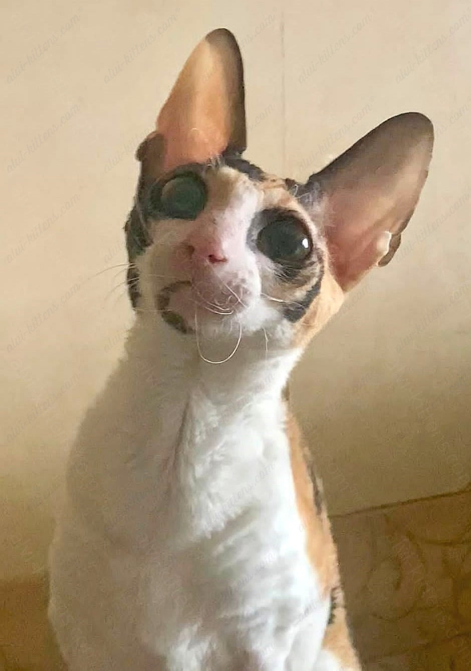 Cornish Rex kitten name "Riana"