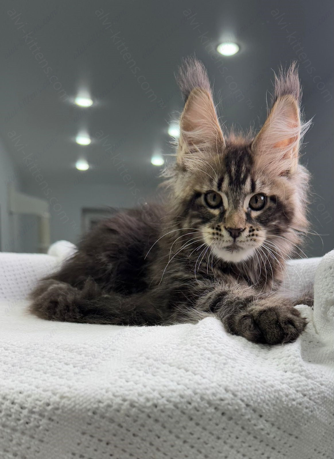 Maine Coon Kitten Name "Sokrates"