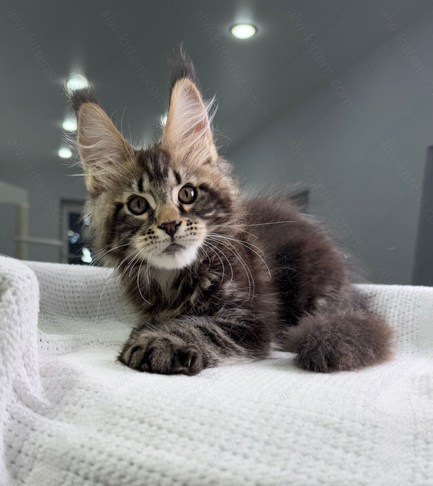 Maine Coon Kitten Name "Sokrates"