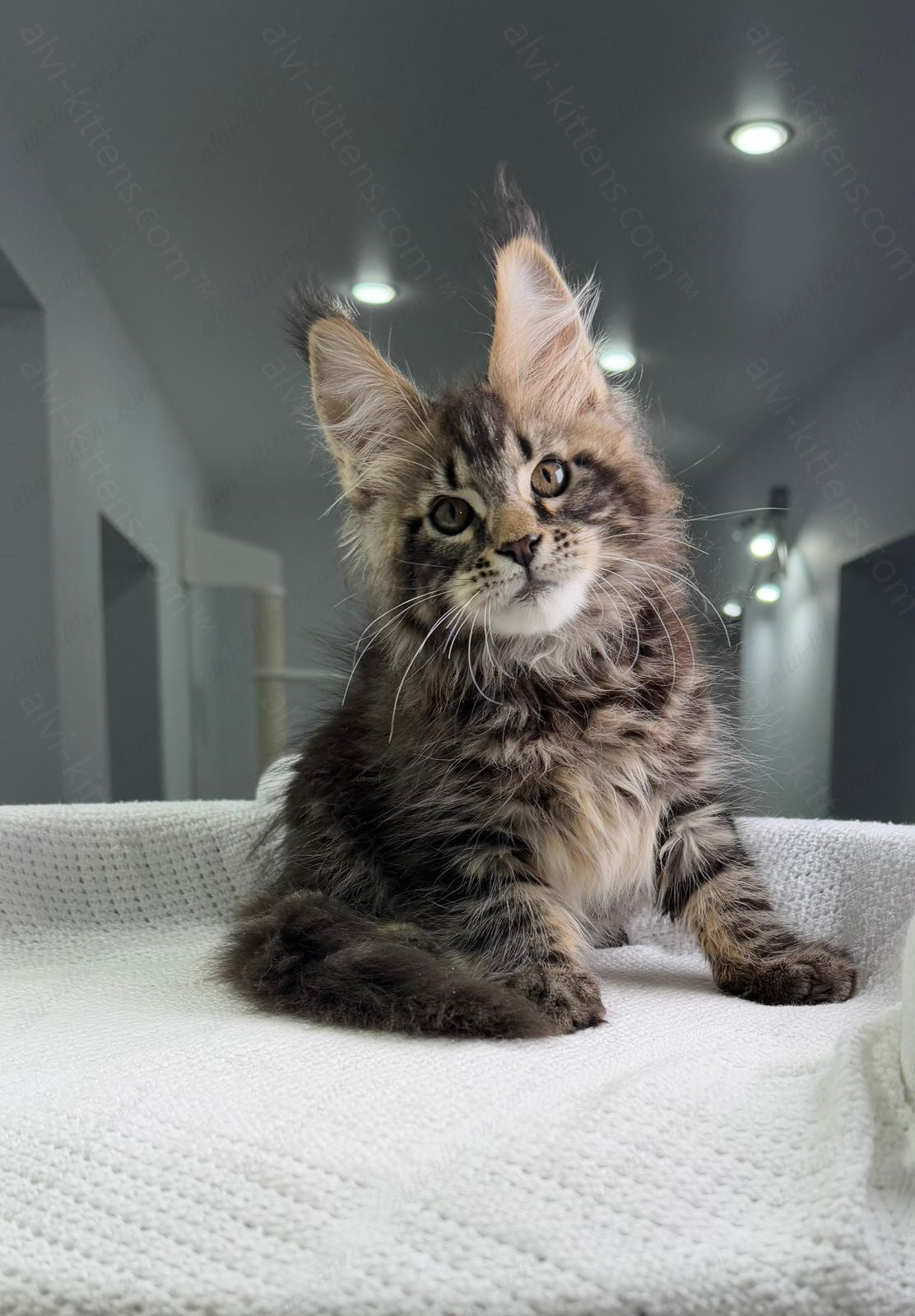 Maine Coon Kitten Name "Sokrates"