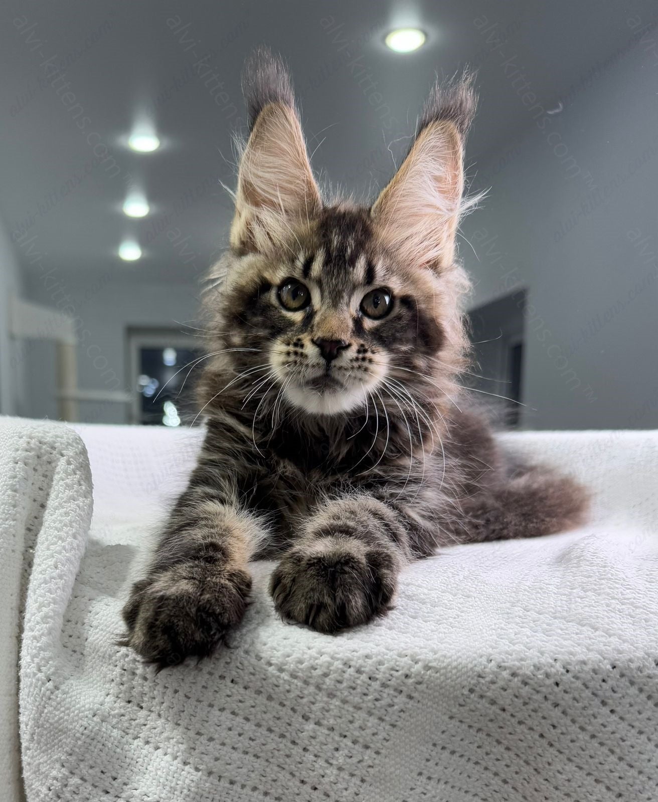 Maine Coon Kitten Name "Sokrates"