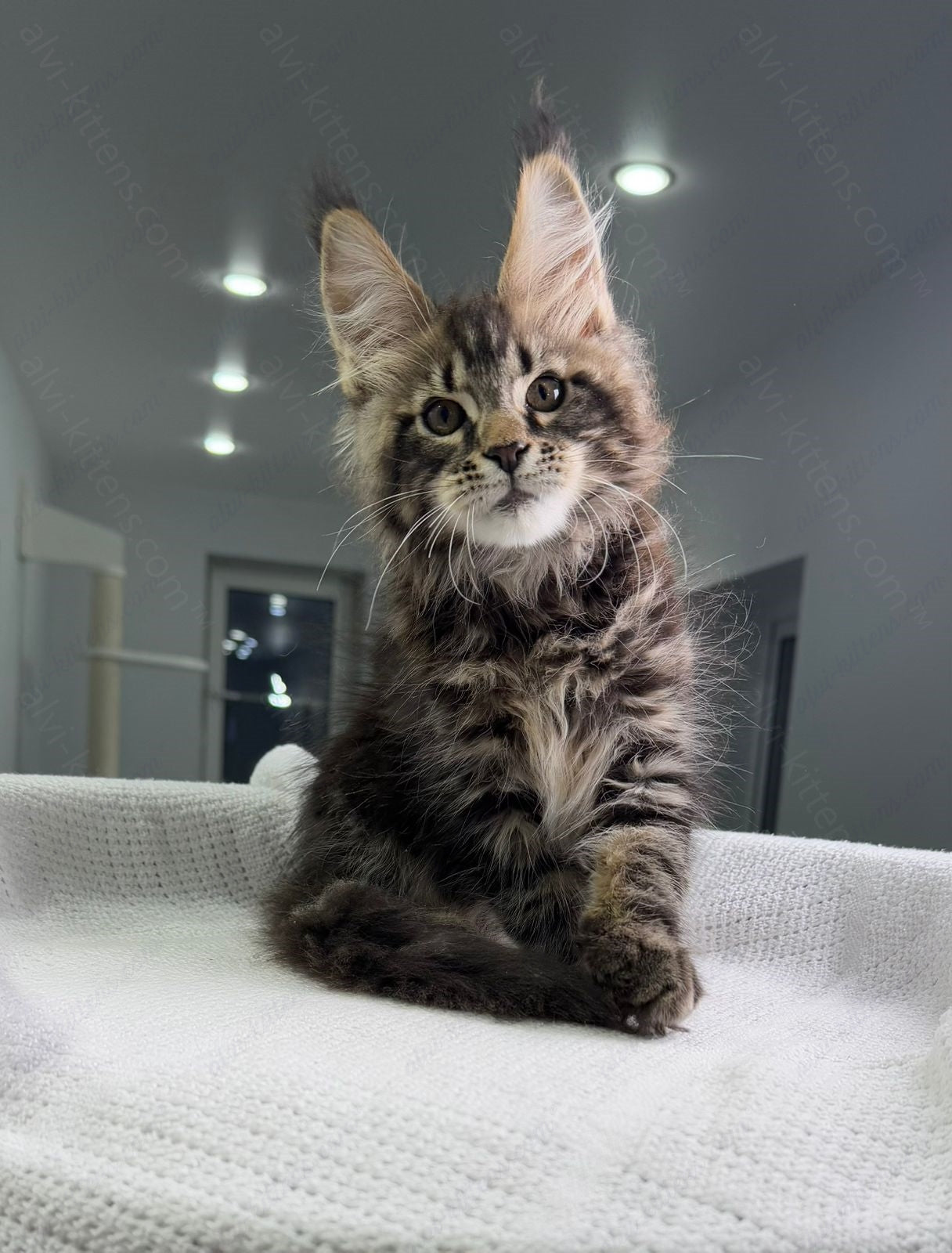 Maine Coon Kitten Name "Sokrates"