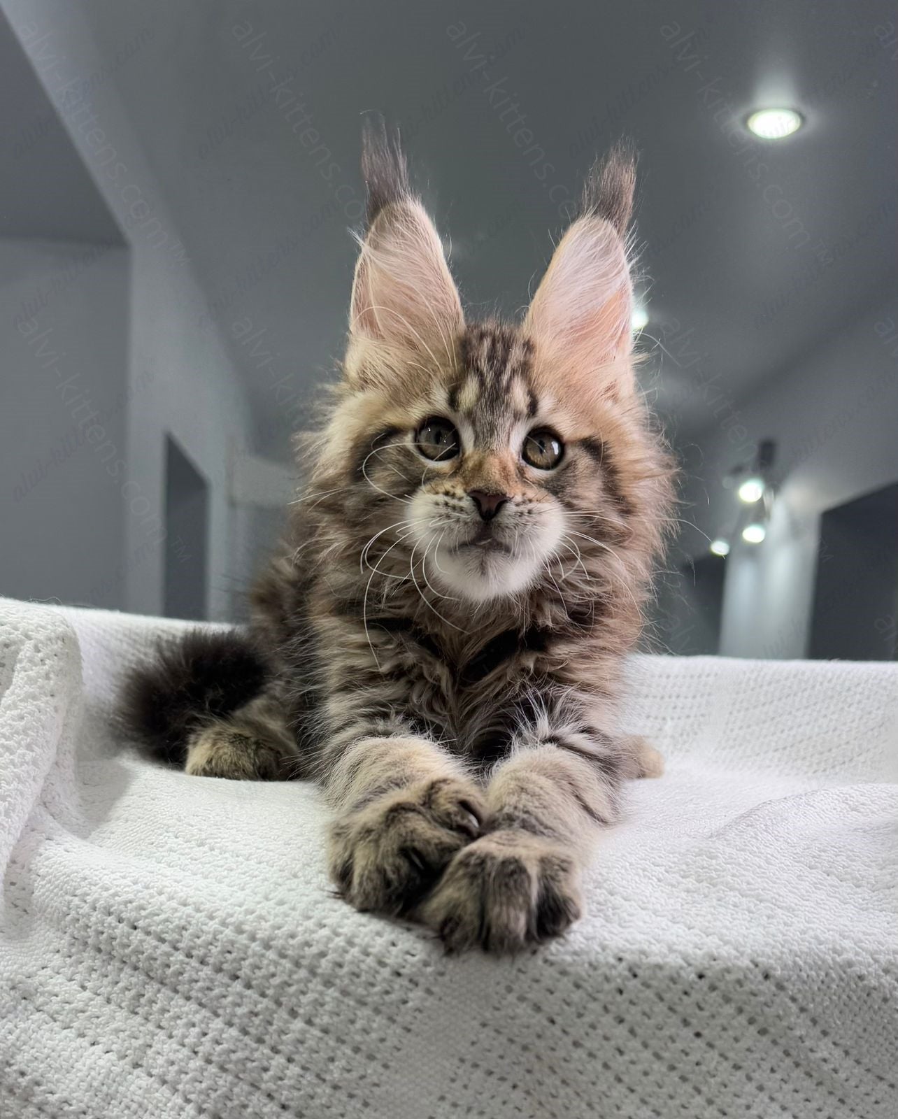 Maine Coon Kitten Name "Shtille"