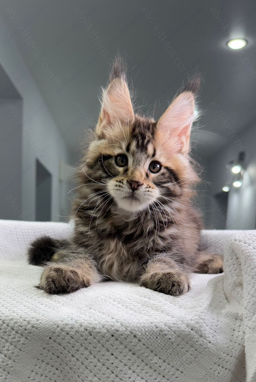 Maine Coon Kitten Name "Shtille"