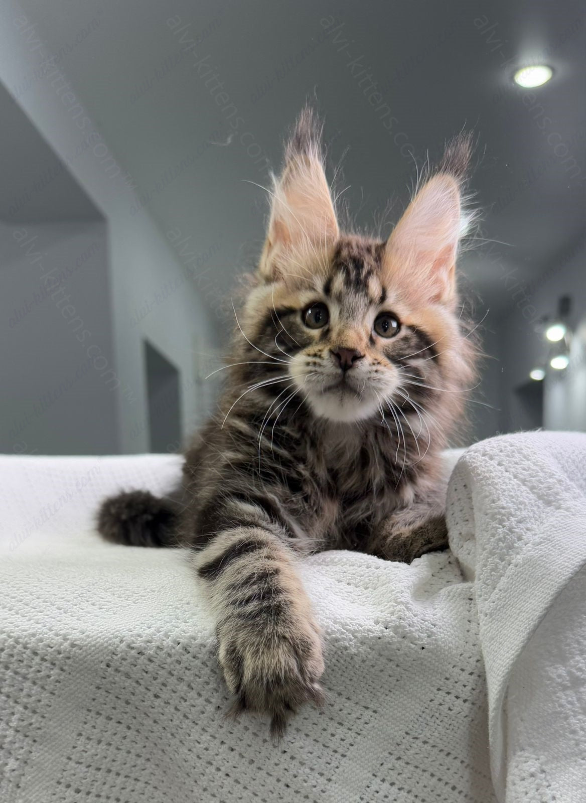 Maine Coon Kitten Name "Shtille"