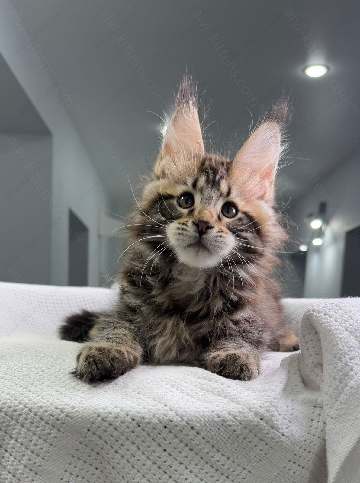 Maine Coon Kitten Name "Shtille"