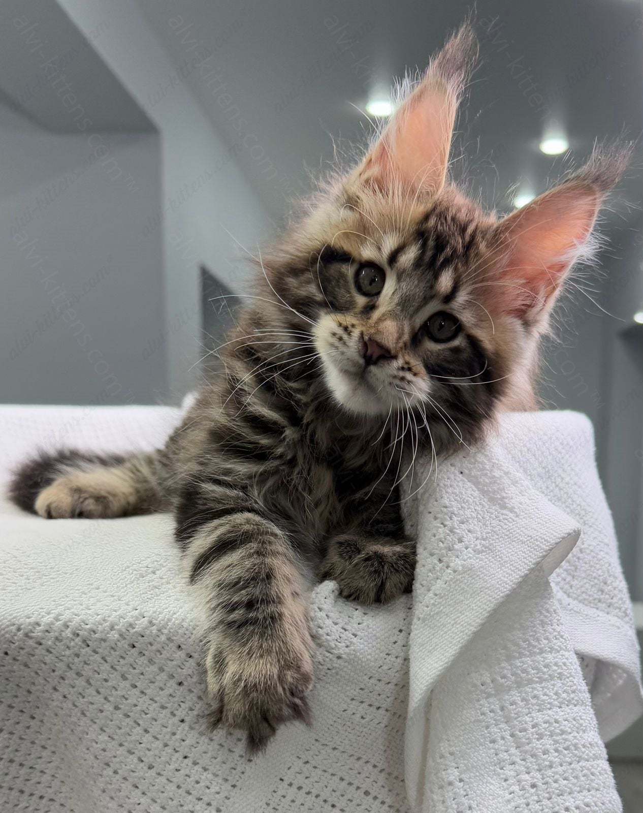 Maine Coon Kitten Name "Shtille"