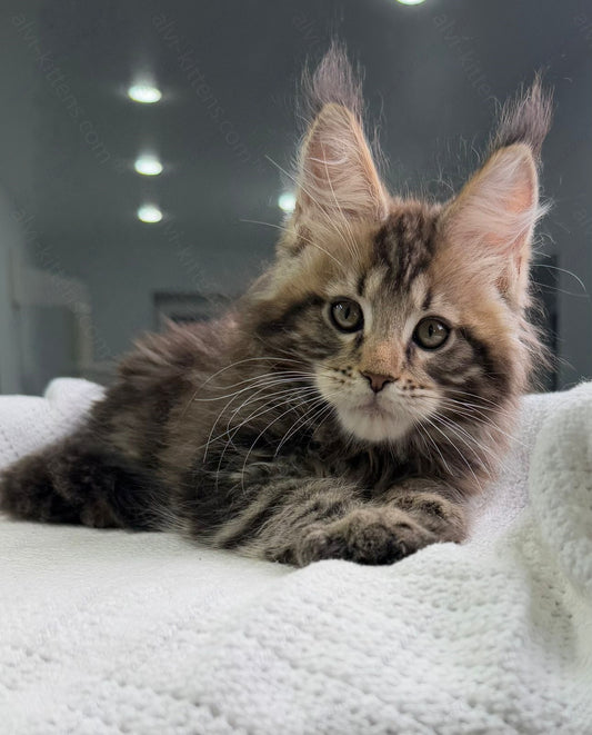 Maine Coon Kitten Name "Storm"