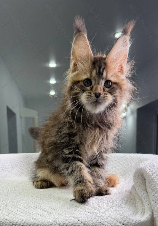 Maine Coon Kitten Name "Spicegirl"