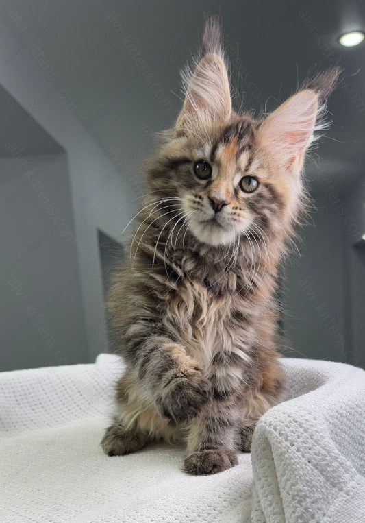 Maine Coon Kitten Name "Shirley"