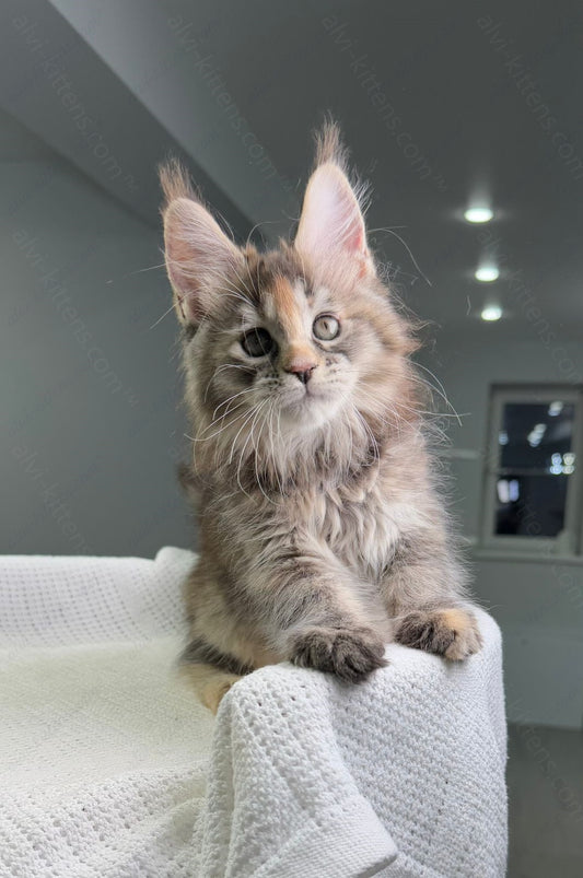 Maine Coon Kitten Name "Sheila"