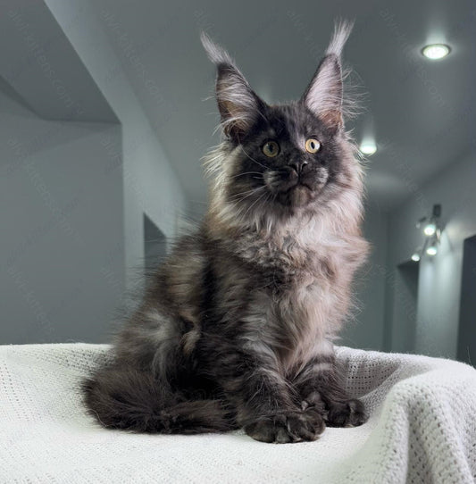 Maine Coon Kitten Name "Olymp"