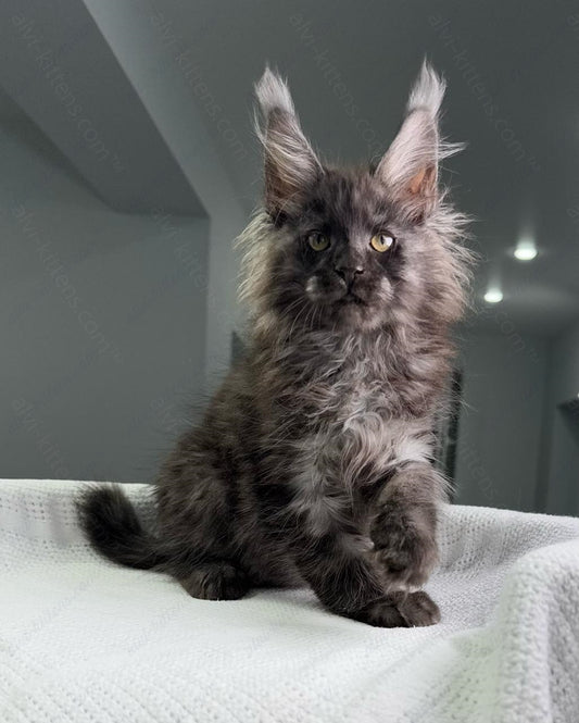 Maine Coon Kitten Name "Pride"