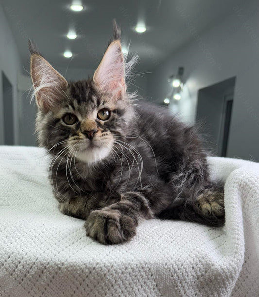 Maine Coon Kitten Name "Patrick"