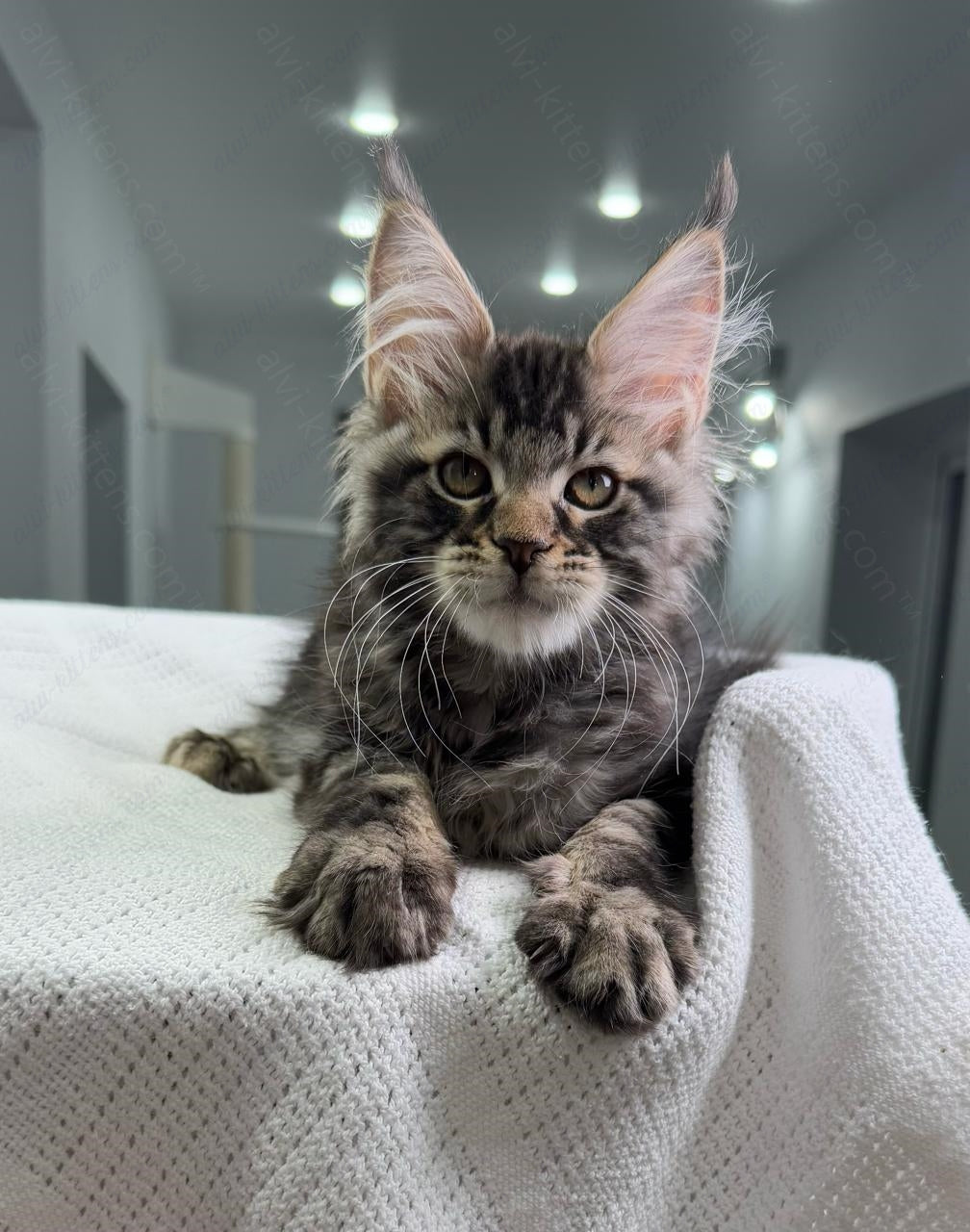 Maine Coon Kitten Name "Patrick"