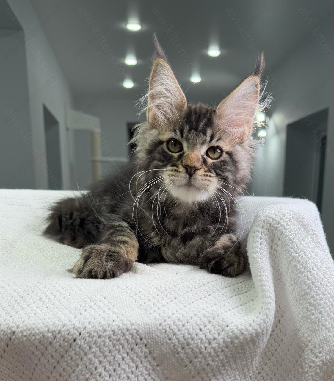 Maine Coon Kitten Name "Patrick"