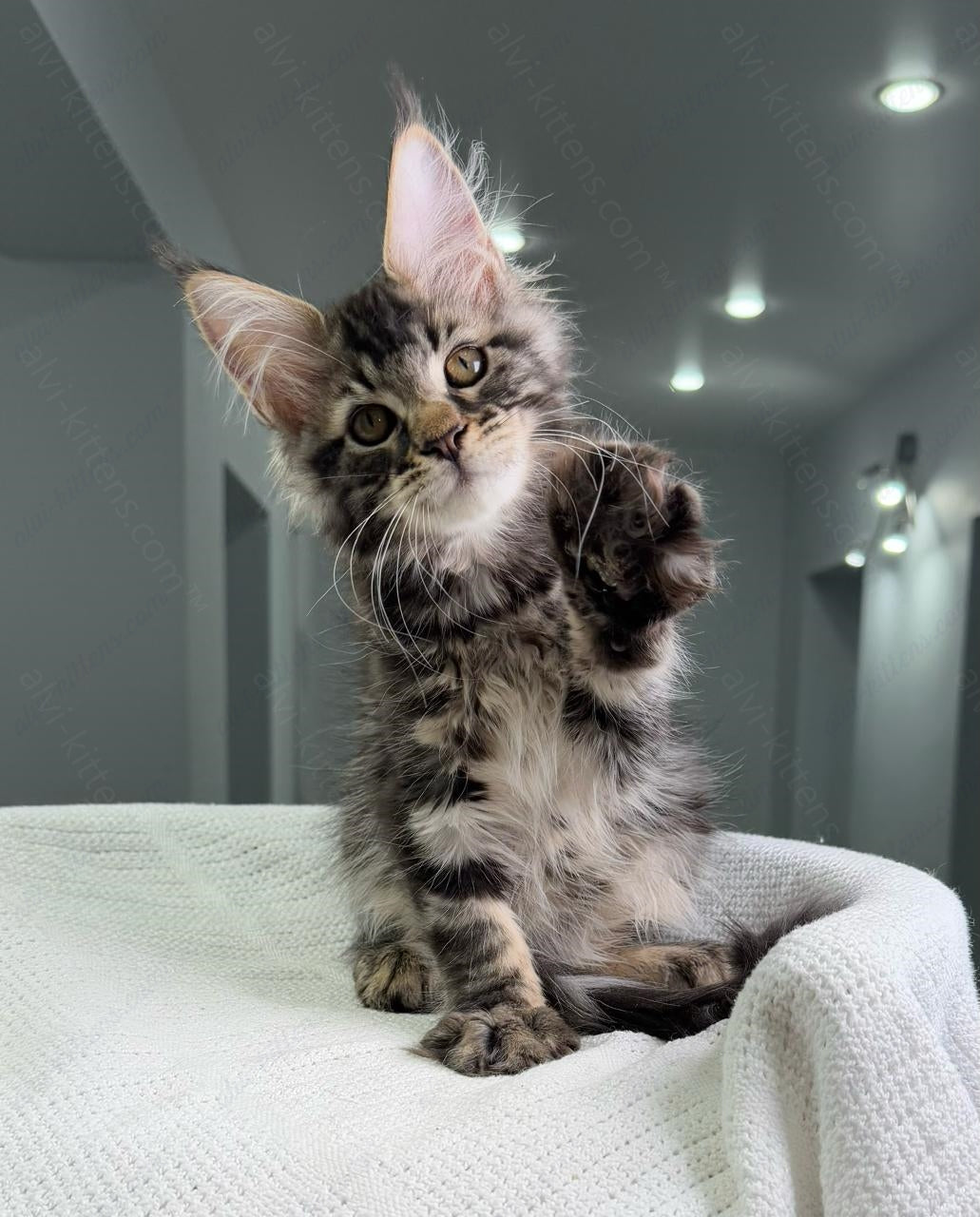 Maine Coon Kitten Name "Patrick"