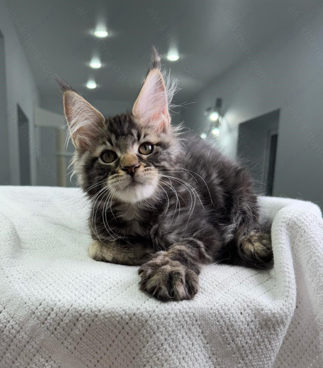 Maine Coon Kitten Name "Patrick"