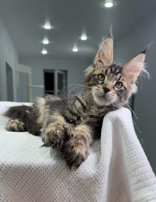 Maine Coon Kitten Name "Marry"