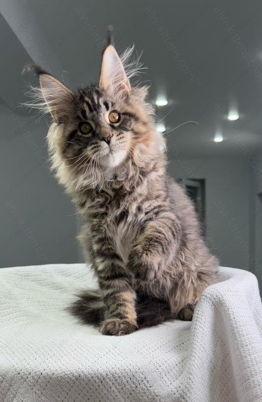 Maine Coon Kitten Name "Monica"